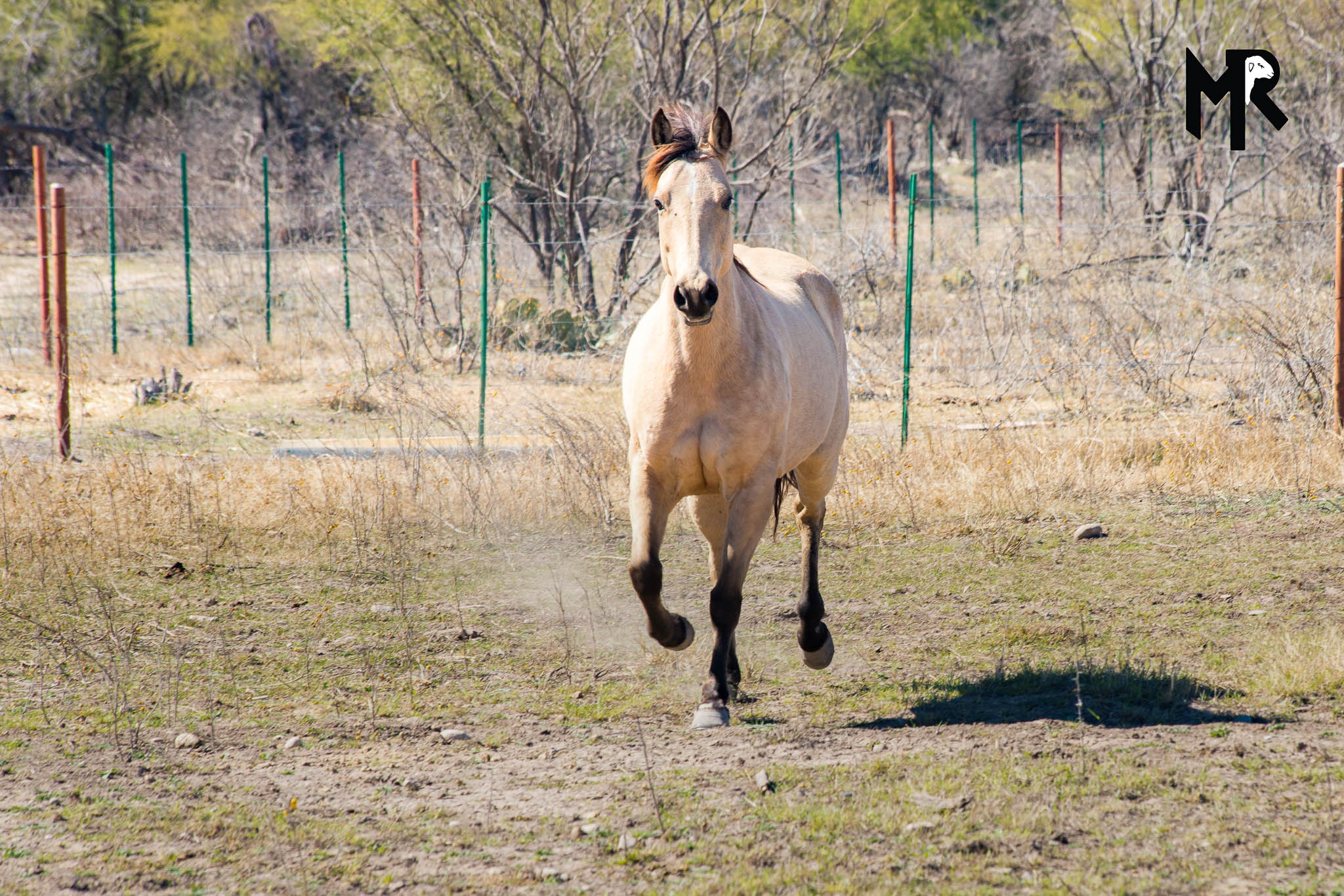 HORSES