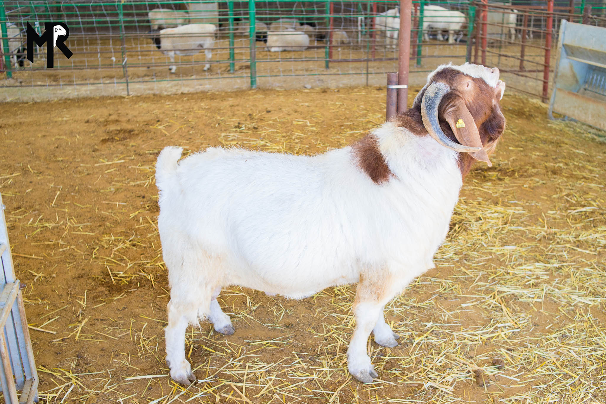 Goats for Sale